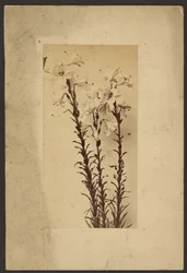 [Day Lily]
