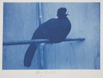 Suuri Curassow, 3. elokuuta