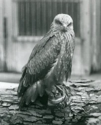 Haarahaukka lepäämässä tukilla, Lontoon eläintarha, elokuu 1926