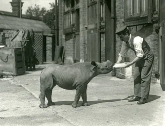 Hoitaja ruokkii mustasarvikuonon vasikkaa tuttipullolla, Lontoon eläintarha, syyskuu 1928