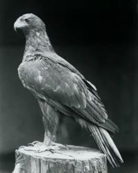 Sarvikotka seisoo puun kannolla Lontoon eläintarhassa kesäkuussa 1926.