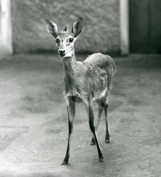 CrownSahel West African Bush Duiker Lontoon eläintarhassa elokuussa 1927