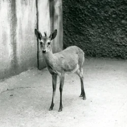 CrownSahel West African Bush Duiker Lontoon eläintarhassa elokuussa 1927