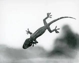 Alhaalta nähty gekko kiipeämässä lasilla siten, että sen erikoistuneet tartuntapohjat näkyvät, Lontoon eläintarha, elokuu 1928