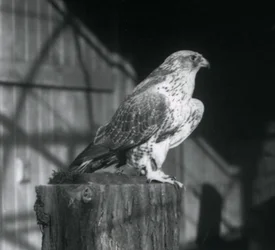 Lontoossa, Lontoon eläintarhassa, joulukuu 1925, tukilla lepäävä kiurupöllö