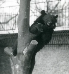 Himalajan ruskeakarhu Isabelline Bear Dzu-Teh puussa Lontoon eläintarhassa vuonna 1925