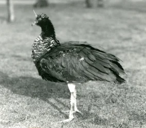 Horned Screamer seisoo ruohikolla Lontoon eläintarhassa syyskuussa 1927.