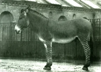 Hybridisebra aitauksessaan Lontoon eläintarhassa, 1924 (bw kuva)