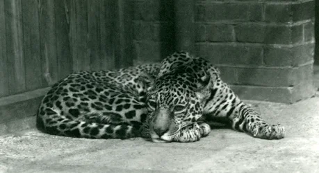 Jaguar lepää Lontoon eläintarhassa kesäkuussa 1924