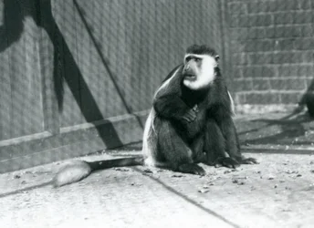 Kikujun mustavalkoguereesa istumassa aitauksessaan London Zoossa heinäkuussa 1925