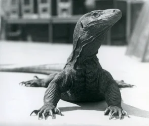 Komodon lohikäärme Lontoon eläintarhassa, elokuu 1928