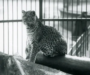 Leopardi istuu tukin päällä Lontoon eläintarhassa, syyskuu 1925.