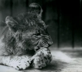 Leijonanpentu ruokkii ZSL London Zoo -eläintarhassa vuonna 1927.