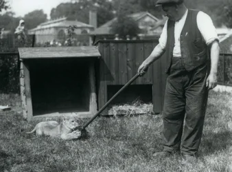 Leijonanpentu leikkii hoitajansa pitämällä mopilla ruohikolla pesänsä edessä, Lontoon eläintarha, syyskuu 1925.