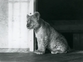 Leijonanpentu istumassa lattialla Lontoon eläintarhassa vuonna 1930 (b/w kuva)