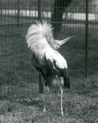 Maguari Stork esittämässä ylhäältä alas -näytöstä, Lontoon eläintarha, heinäkuu 1925