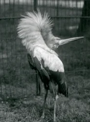 Maguari Stork esittämässä ylhäältä alas -näytöstä, Lontoon eläintarha, heinäkuu 1925