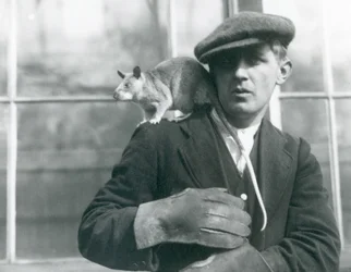 Madagaskarilainen jättiläisrotta istuu hoitajansa olkapäällä, Lontoon eläintarha, 1924