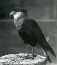Northern Crested Caracara Lontoon eläintarhassa, ennen 1930