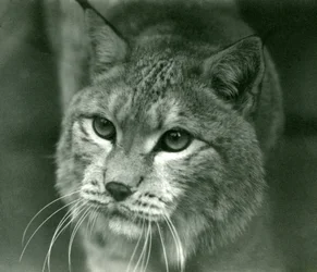 A Northern Lynx, Lontoon eläintarha, helmikuu 1925
