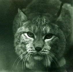 A Northern Lynx, Lontoon eläintarha, helmikuu 1925