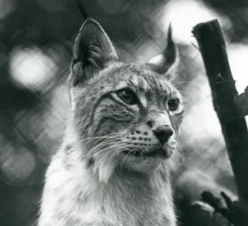 Pohjoinen ilves Lontoon eläintarhassa heinäkuussa 1925