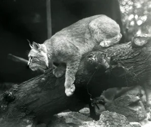 Pohjoinen ilves nojaa alas oksalta, Lontoon eläintarha, lokakuu 1925.