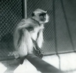 Northern Plains Grey Langur istuu ahvenella aitassaan Lontoon eläintarhassa vuonna 1928 (b/w kuva)