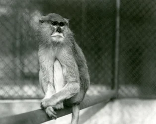Patas/Wadi/Hussar Monkey istumassa oksalla Lontoon eläintarhassa vuonna 1928 (b/w kuva)