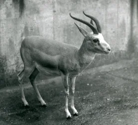 Persian-, struuma- eli mustahäntägazelli Lontoon eläintarhassa, elokuu 1927