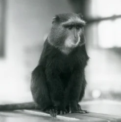 Pluto Monkey tai Blue Monkey istuu penkillä Lontoon eläintarhassa