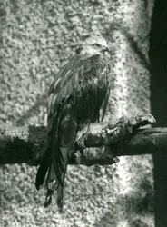 Punainen leija kyydissä oksalla Lontoon eläintarhassa vuonna 1924