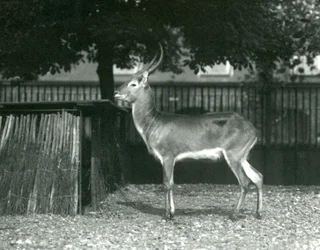 Punainen Lechwe Lontoon eläintarhassa heinäkuussa 1924