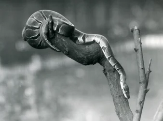 RoyalBall-python laskeutuu alas haaraa pitkin Lontoon eläintarhassa lokakuussa 1925.