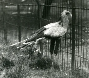 Sihteerilintu Lontoon eläintarhassa syyskuussa 1923