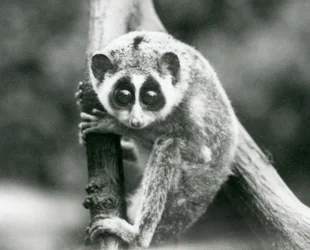 Slender Loris katselee alas oksalta, Lontoon eläintarha, elokuu 1926.
