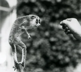 Hoikka Loris seisoo pystyssä oksalla ja katsoo vartijan kättä, kun sille tarjotaan jauhomato, Lontoon eläintarha, elokuu 1926