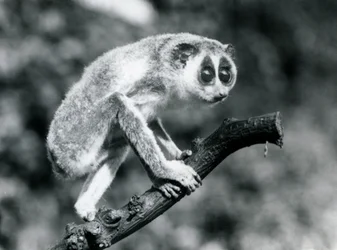 Hoikka loris kävelee oksalla, Lontoon eläintarha, elokuu 1926.