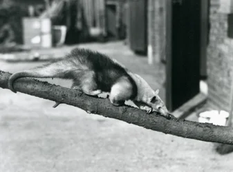 Etelä-Tamandua/Kaulusmuurahaissuurahaiso/Pieni muurahaiskirkko kävelemässä Lontoon eläintarhan haaraa pitkin