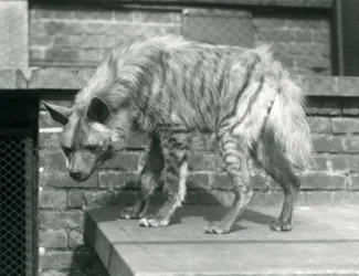 Raidallinen hyaana seisomassa alustalla aitauksessaan Lontoon eläintarhassa, kesäkuu 1925