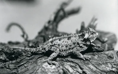 Texas Horned Lizard/Horntoad/Horned Toad/Kiimainen rupikonna lepäämässä tukissa Lontoon eläintarhassa syyskuussa 1928 (m/v kuva)