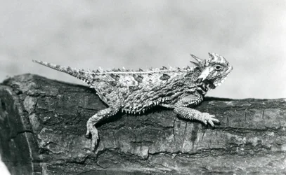 Texasin sarveislisko/sarvirupikonna/sarvirupikonna/kiimainen rupikonna lepäämässä tukkilla Lontoon eläintarhassa elokuussa 1928 (b/w kuva)