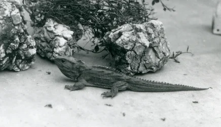 Tuatara Lontoon eläintarhassa vuonna 1927