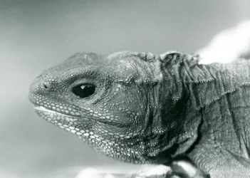 Tuatara Lontoon eläintarhassa vuonna 1928