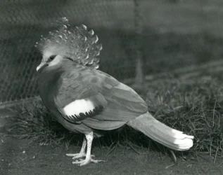 Victoria-kruunukyyhky seisoo maassa Lontoon eläintarhassa syyskuussa 1927.