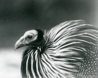 Vulturine Guineafowl Lontoon eläintarhassa vuonna 1927.