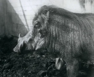 Wathog seisoo mudassa, Lontoon eläintarha, 1927