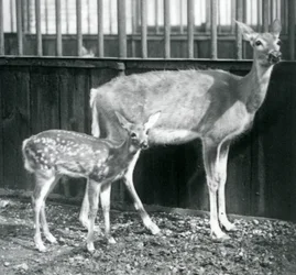Virginian valkohäntäpeuranaaras vasansa kanssa Lontoon eläintarhassa elokuussa 1927