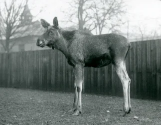 Hirvisonni, jolla on haavat hiljattain irronneissa sarvensa, Lontoon eläintarhassa, tammikuu 1926.