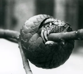 Kriittisesti uhanalainen kiinanpangoliini lepää vaakasuoran oksan ympärille käpertyneenä, Lontoon eläintarha, ennen vuotta 1930.